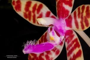 Phalaenopsis bastianii
