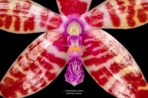 Phalaenopsis bastianii