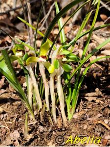 Cymbidium goeringii