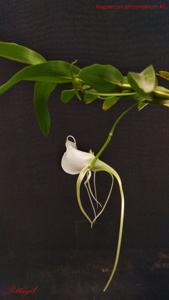 Angraecum germinyanum