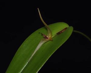 Pleurothallis rhinocera