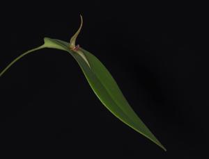 Pleurothallis rhinocera