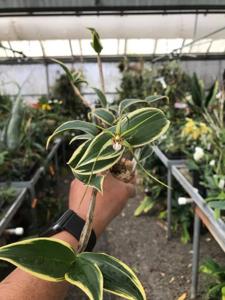 Dendrobium tetragonum