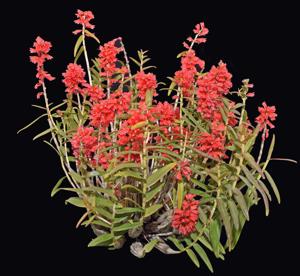 Dendrobium faciferum