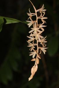 Coelogyne ewae