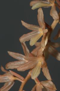 Coelogyne ewae