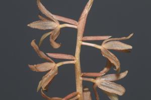 Coelogyne ewae