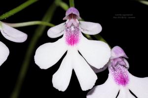 Cynorkis angustipetala