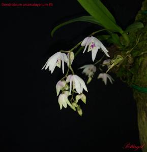 Dendrobium anamalayanum