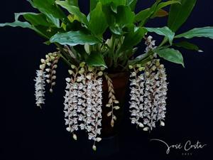 Coelogyne chinensis