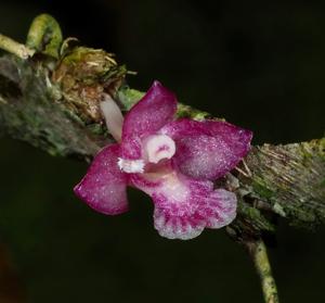 Dendrobium rosellum