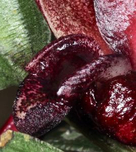 Dendrobium agrostophylloides