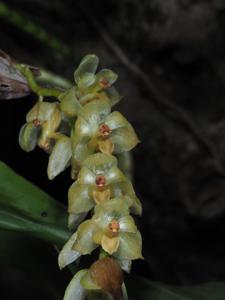 Coelogyne camelostalix
