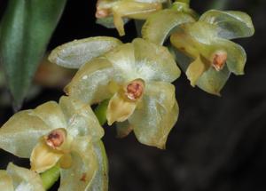 Coelogyne camelostalix