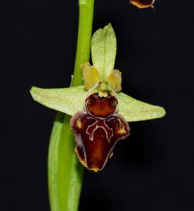 Ophrys sphegodes