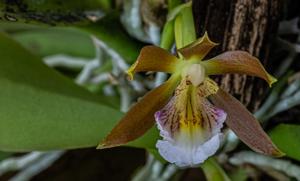 Trichocentrum fuscum