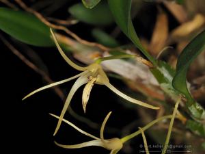 Dendrobium crenulatum