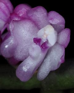 Trichoglottis latisepala