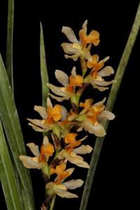 Earina aestivalis