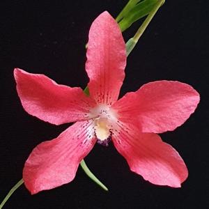 Dendrobium cinnabarinum