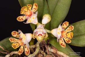 Gastrochilus hainanensis