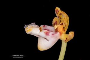 Gastrochilus hainanensis