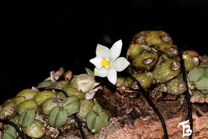 Constantia cipoensis