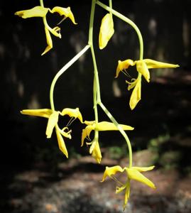 Gongora gratulabunda