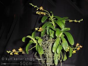 Phalaenopsis hygrochila