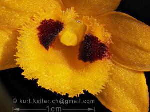 Dendrobium gibsonii