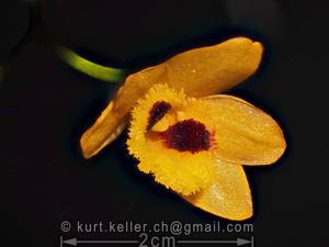 Dendrobium gibsonii
