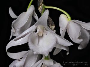 Dendrobium anosmum