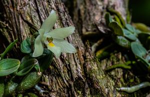 Constantia cipoensis