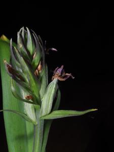 Dactylorhiza purpurella