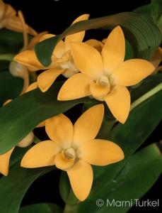 Dendrobium aurifex