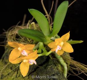 Ceratocentron fesselii