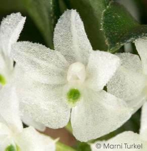 Hymenorchis javanica