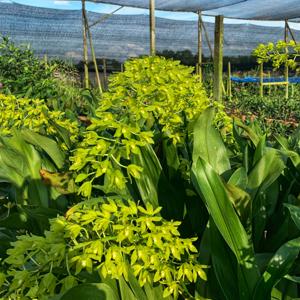 Grammatophyllum multiflorum f. citrinum