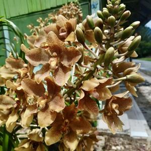 Grammatophyllum pantherinum