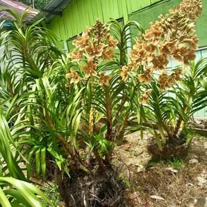 Grammatophyllum pantherinum