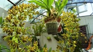 Grammatophyllum scriptum