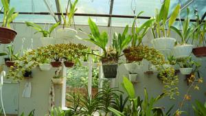 Grammatophyllum scriptum