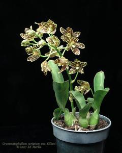 Grammatophyllum scriptum