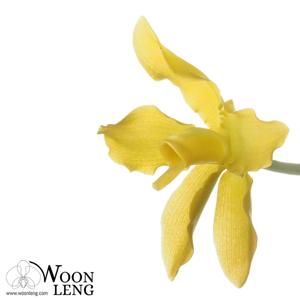 Grammatophyllum speciosum