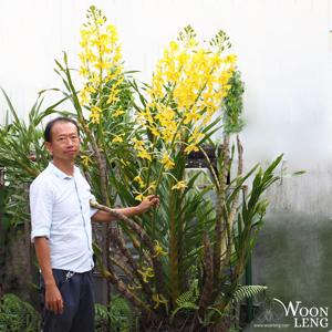 Grammatophyllum speciosum