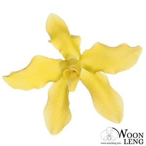 Grammatophyllum speciosum