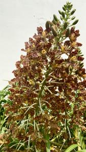 Grammatophyllum speciosum