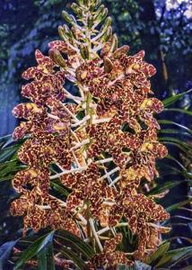 Grammatophyllum speciosum