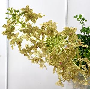 Grammatophyllum speciosum