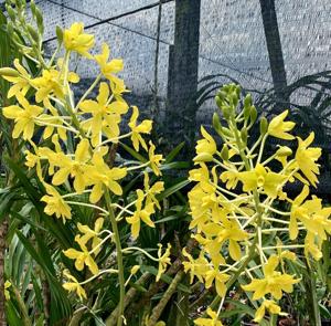 Grammatophyllum speciosum